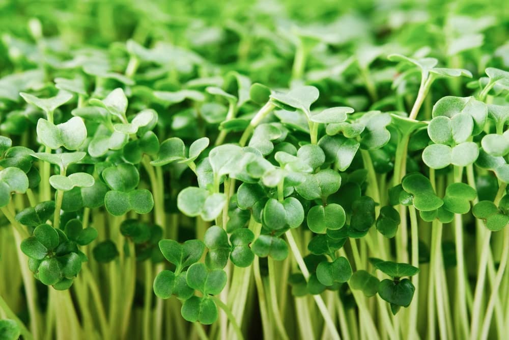 500 Broccoli Sprout Seeds to Grow Broccoli Sprouts Easy Fast Growing Healthy