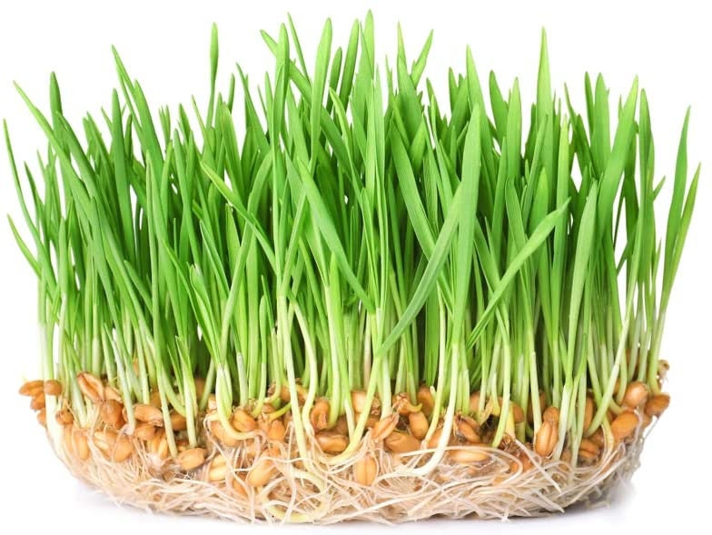 500 Wheatgrass Sprout Seeds to Grow Tasty and Delicious Sprouts in Just Water