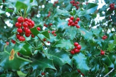 30 English Holly Seeds for Planting Ilex aquifolium Christmas Holly