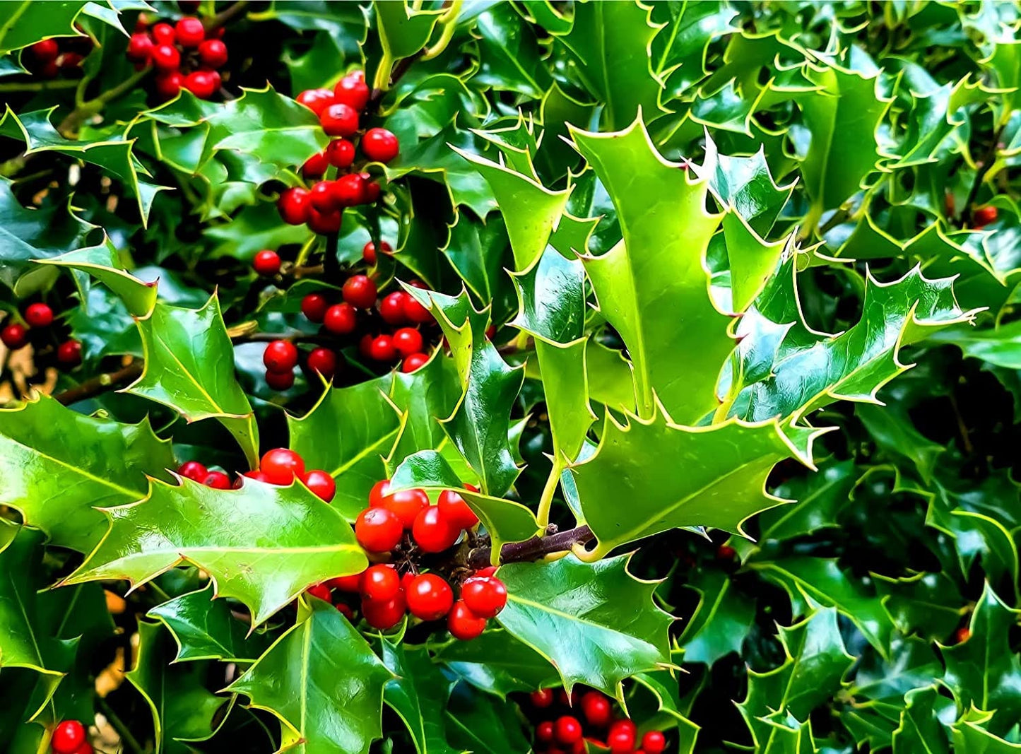 30 English Holly Seeds for Planting Ilex aquifolium Christmas Holly