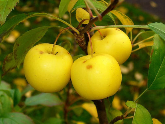 30 Seeds European Crab Apple (French Crabapple) Malus Sylvestris Tree Seeds