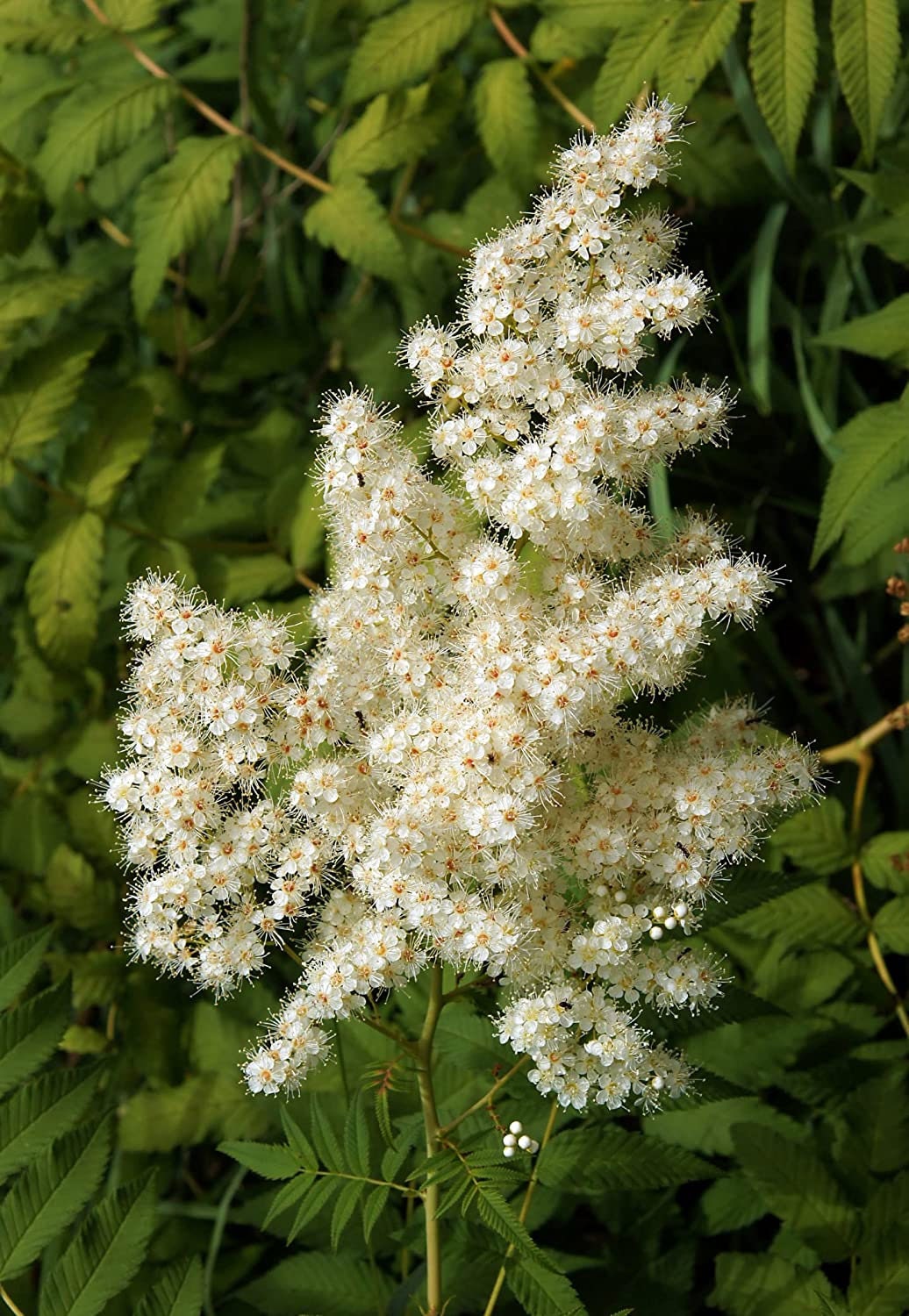 30 Chinese Sumac Tree Seeds - Nutgall Tree, Rhus chinensis