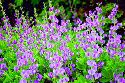 50 Indigo Bush Seeds for Planting - Stunning Color - Indigofera amblyantha
