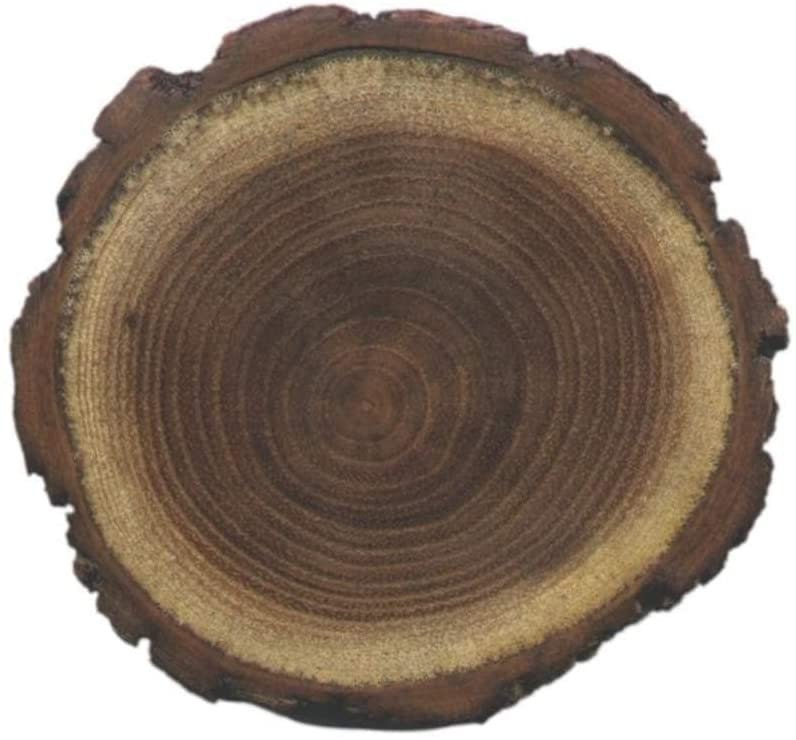 50 Black Locust Tree Seeds for Planting - Robinia pseudoacacia