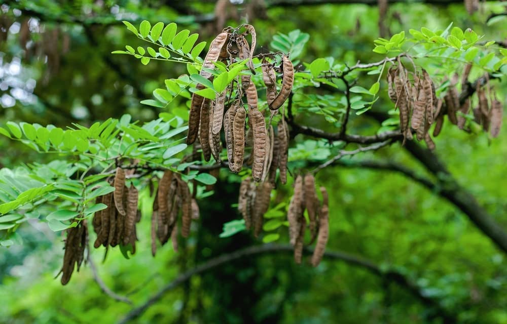 50 Black Locust Tree Seeds for Planting - Robinia pseudoacacia