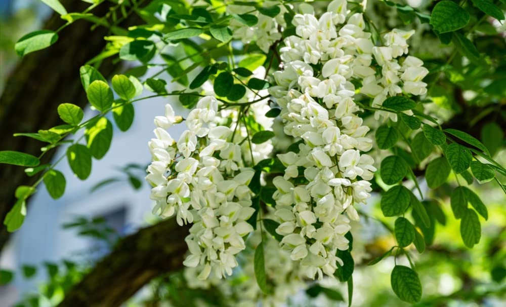 30 Black Locust Tree Seeds for Planting - Robinia pseudoacacia