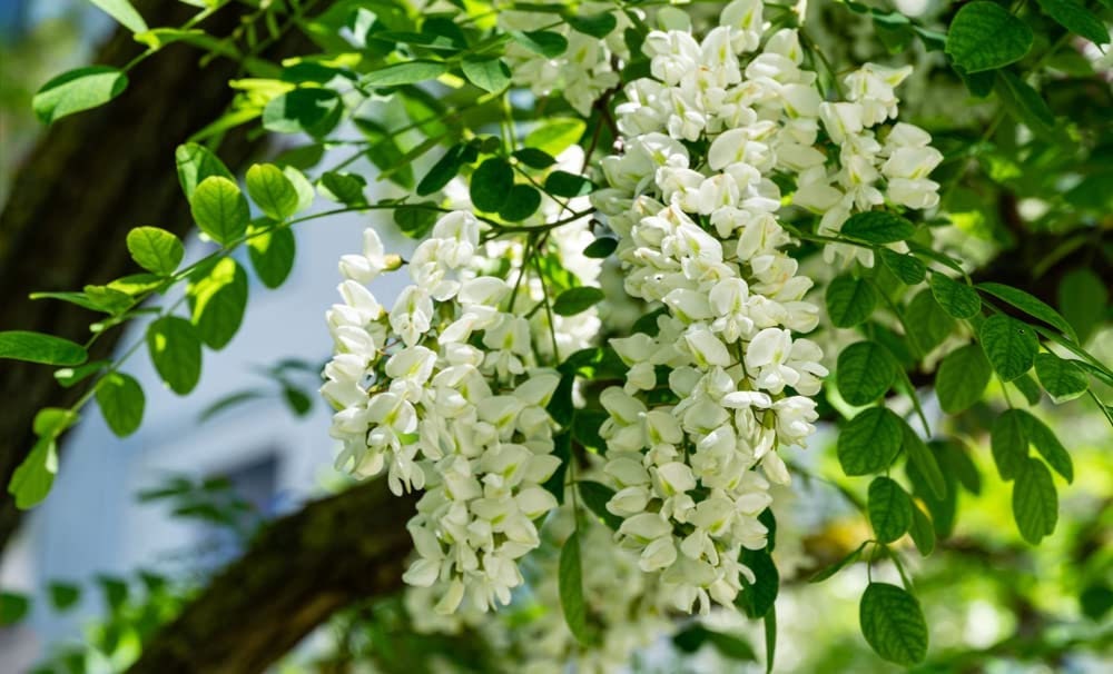 50 Black Locust Tree Seeds for Planting - Robinia pseudoacacia