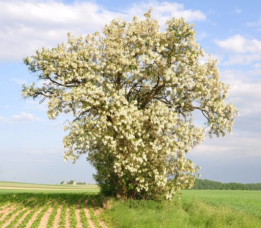 30 Black Locust Tree Seeds for Planting - Robinia pseudoacacia