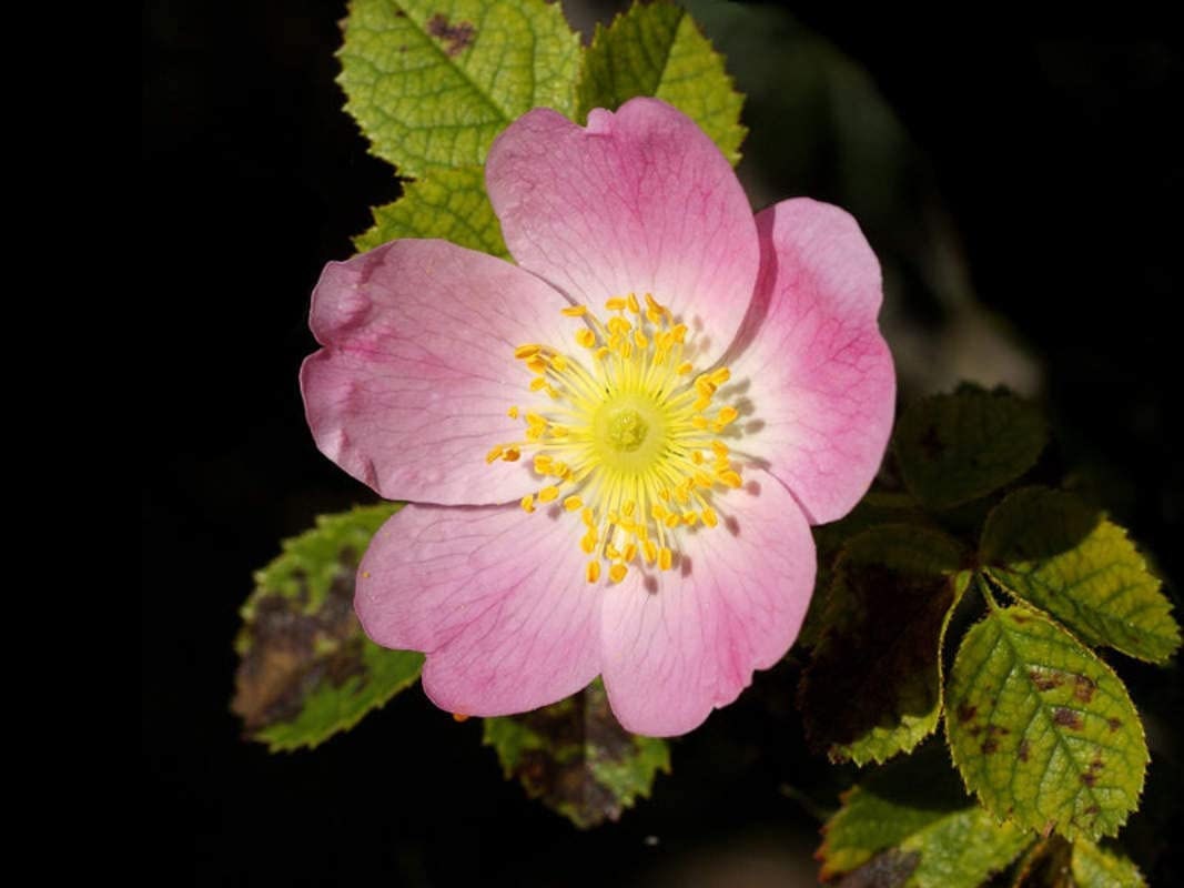 50 Dog Rose Bush Seeds - Beautiful Flowers and Tasty Red Berries - Rosa canina