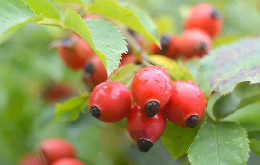 50 Dog Rose Bush Seeds - Beautiful Flowers and Tasty Red Berries - Rosa canina