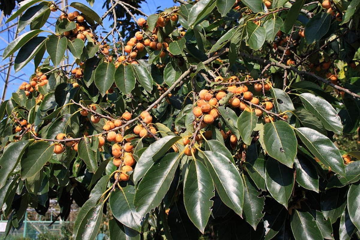 30 Date Plum Tree Seeds for Planting - Diospyros Lotus