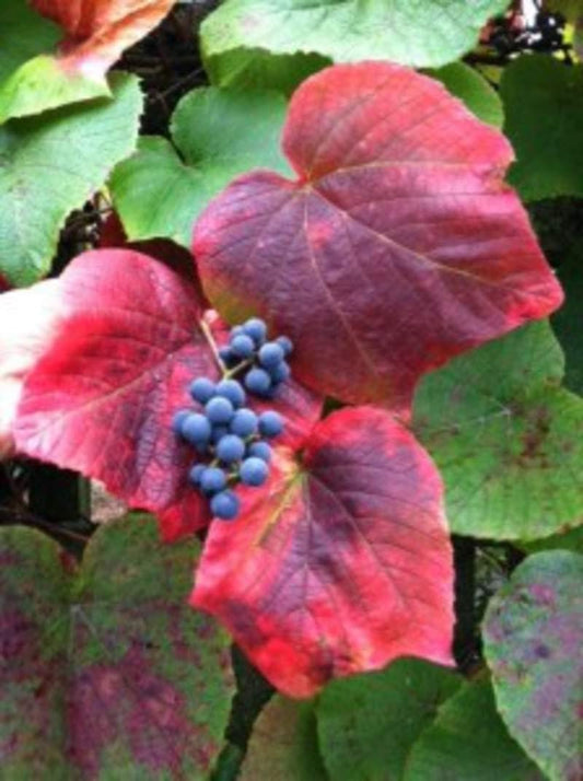 10 Crimson Glory Grape Vine Seeds for Planting - Vitis coignetiae