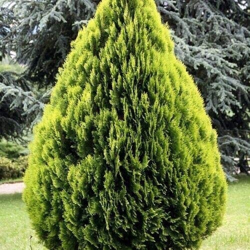 30 Golden Oriental Arborvitae Tree Seeds for Planting - Platycladus orientalis Aurea