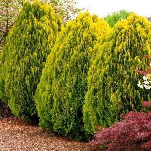 30 Golden Oriental Arborvitae Tree Seeds for Planting - Platycladus orientalis Aurea