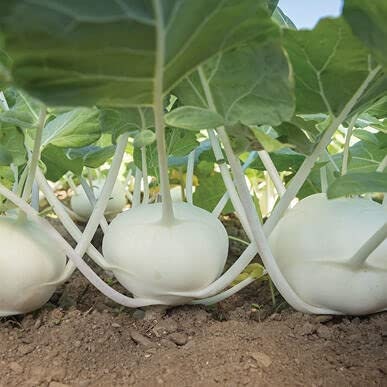 50+ Pure White Kohlrabi Seeds for Planting - Beas Kohlrabi