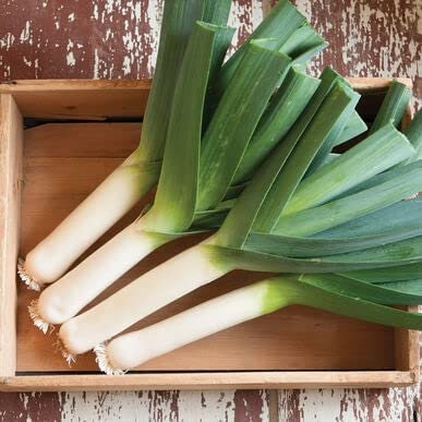 50+ Leek Seeds for Planting - Fresh Garden Seeds, Great for Salads and Garnish