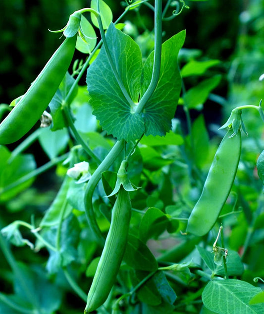 100+ Sugar Snap Pea Seeds for Planting