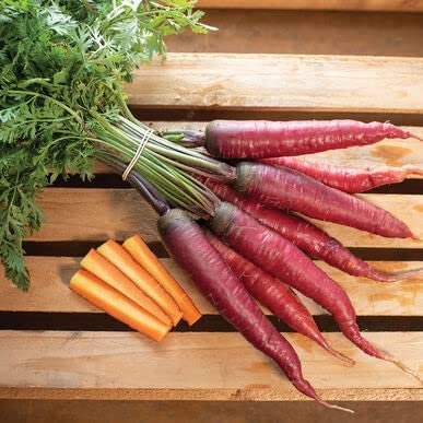 500+ Dragon Carrot Seeds for Planting - Exotic Color and Delicious Taste