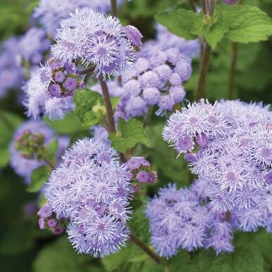 50 Blue Planet Ageratum Flower Seeds for Planting Ageratum houstonianum Exotic Blue Flossflower