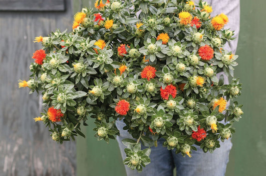 30 Zanzibar Safflower Flower Seeds for Planting Mixed Color Carthamus tinctorius