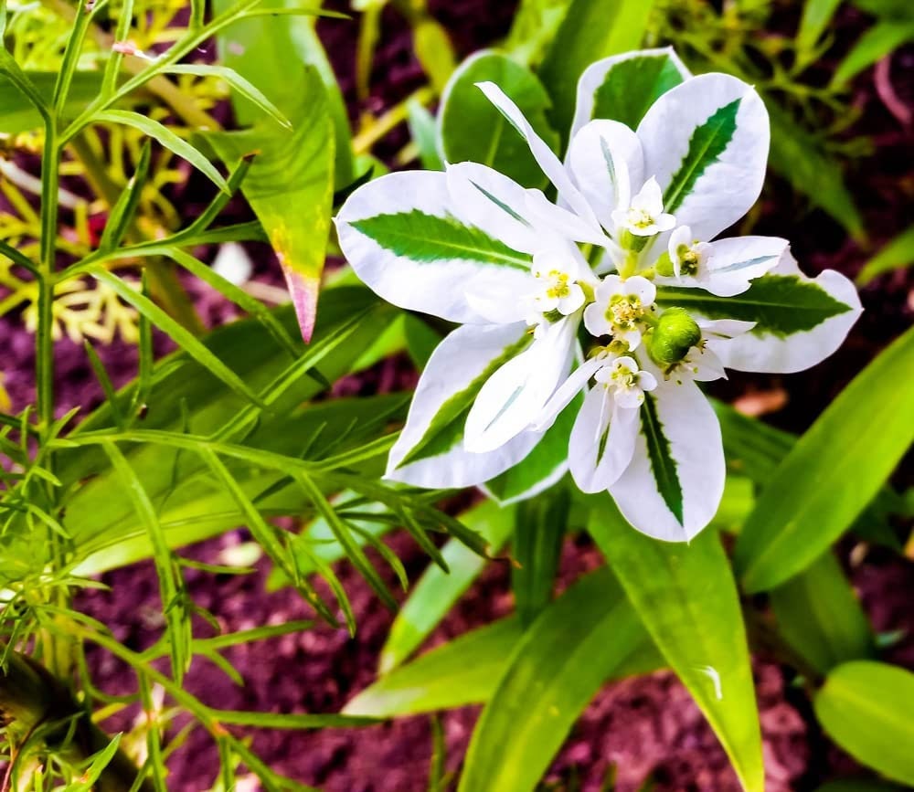 50+ Mountain Snow Flower Seeds for Planting - Euphorbia marginata