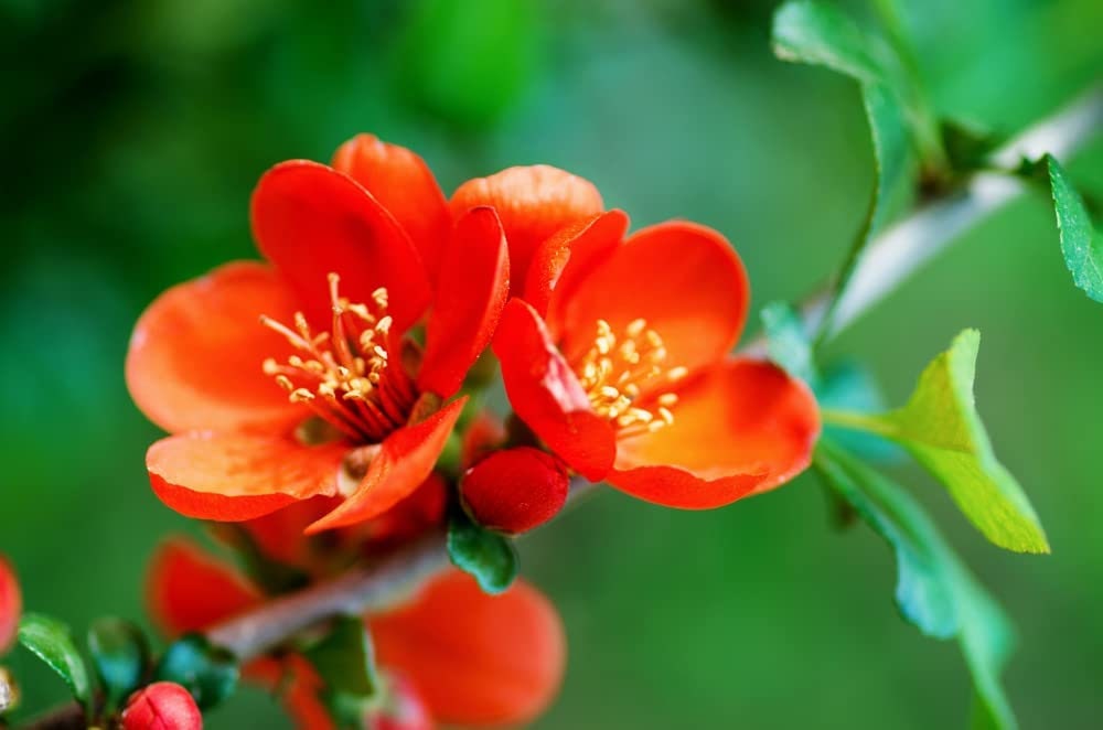 20 Chinese Quince Bonsai Tree Seeds for Planting  Chaenomeles sinensis Bonsai