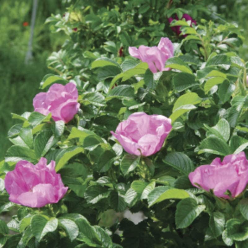 30 Sea Tomato Seeds for Planting - Rosa Rugosa