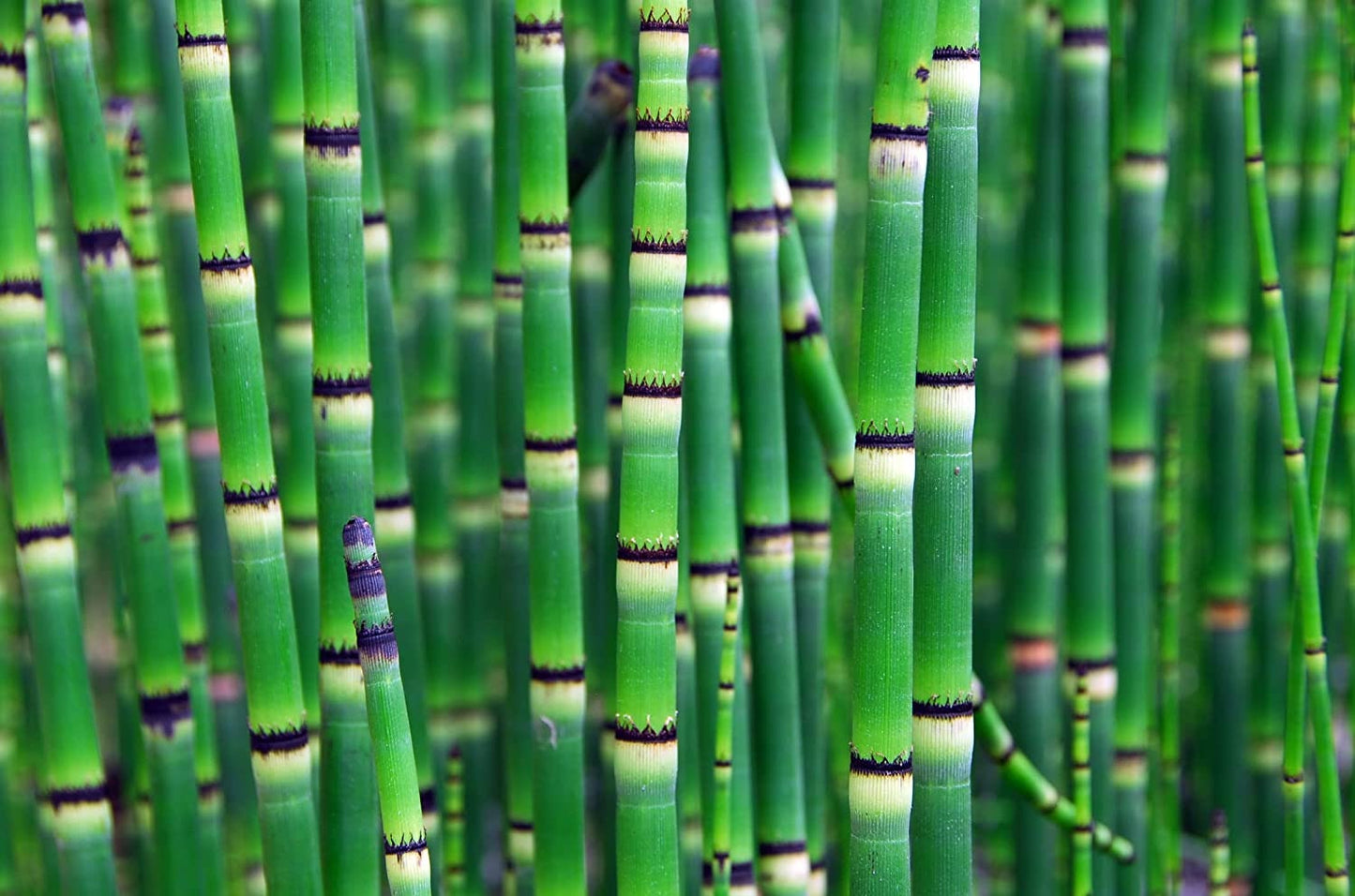 Horsetail Plant Cuttings to Grow - Equisetum Cuttings - Great Aquatic Feature