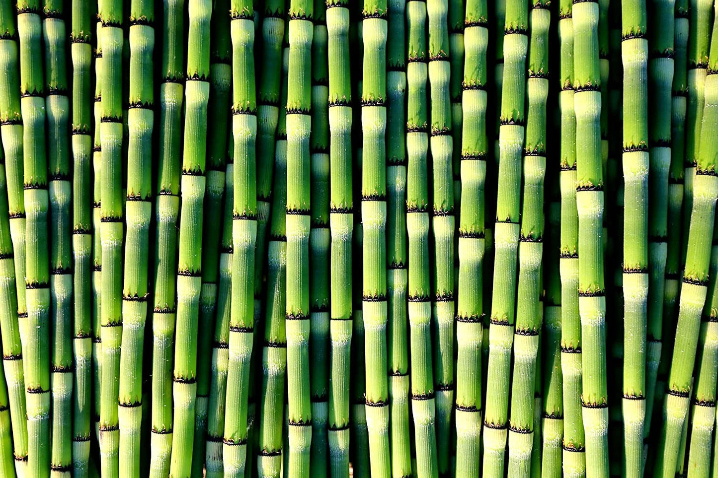 Horsetail Plant Cuttings to Grow - Equisetum Cuttings - Great Aquatic Feature