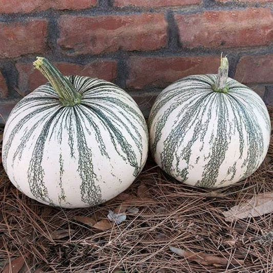 10 Silver Edge Pumpkin Seeds for Planting Exotic Striped Squash That is Easy to Grow