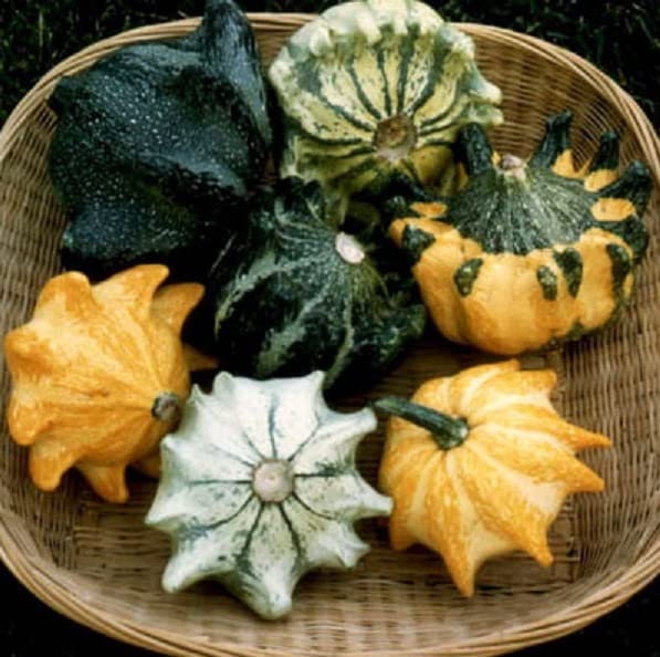 20 Crown of Thorns Gourd Seeds for Planting Exotic Squash with Fingers That Looks Like a Crown