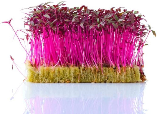 200 Red Amaranth Seeds for Growing Microgreen Sprouts