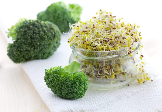 500 Broccoli Sprout Seeds to Grow Broccoli Sprouts Easy Fast Growing Healthy