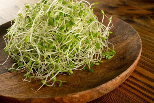 500 Red Clover Sprout Seeds to Grow Tasty and Delicious Sprouts in Just Water