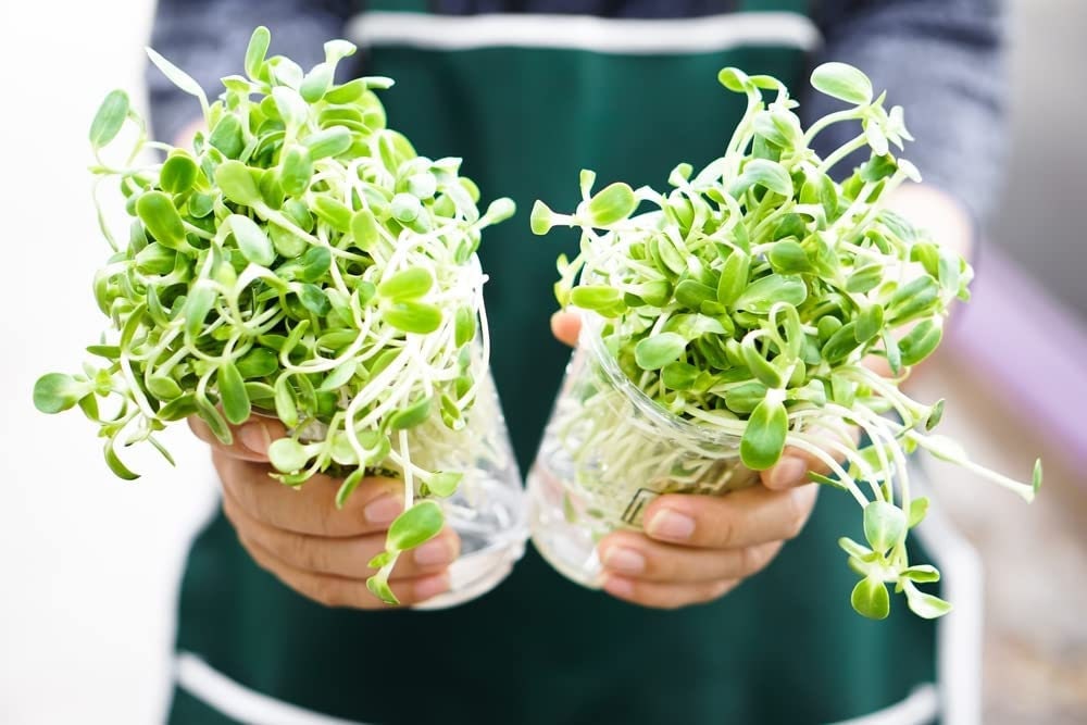 200 Sunflower Sprout Seeds to Grow Tasty and Delicious Sprouts in Just Water