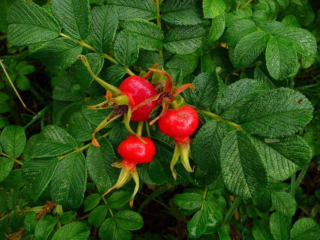 30 Sea Tomato Seeds for Planting - Rosa Rugosa