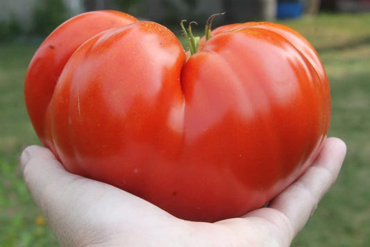 25 Steakhouse Tomato Seeds for Planting Non-GMO Large Beefsteak