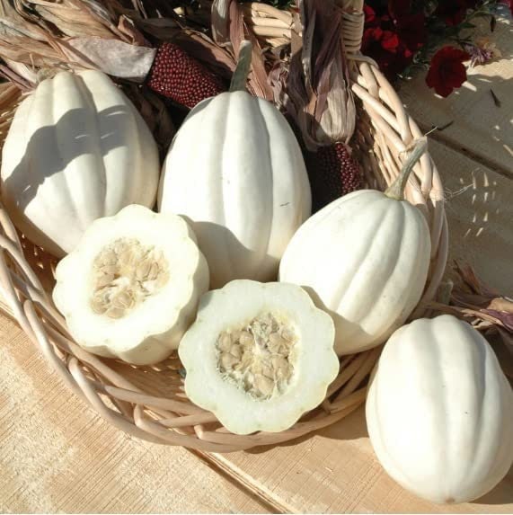 10 Mashed Potato Squash Seeds for Planting Exotic White Squash Gourmet Quality