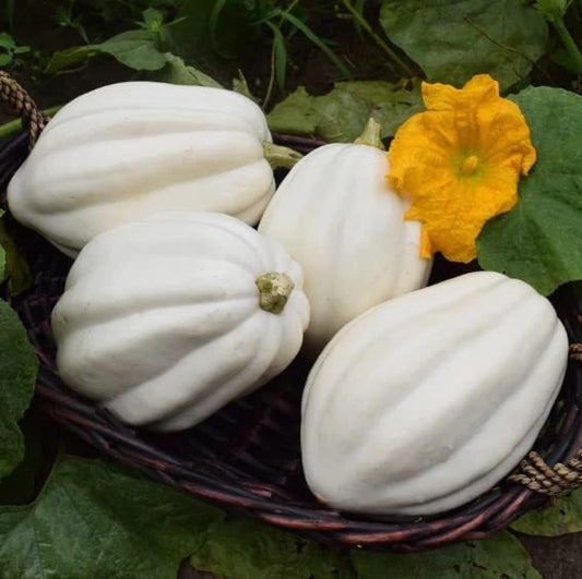 10 Mashed Potato Squash Seeds for Planting Exotic White Squash Gourmet Quality