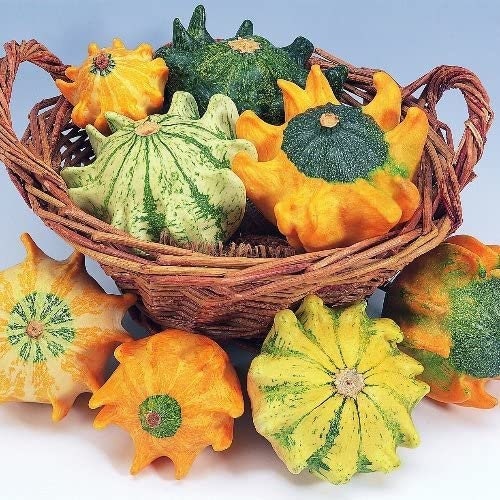 20 Crown of Thorns Gourd Seeds for Planting Exotic Squash with Fingers That Looks Like a Crown