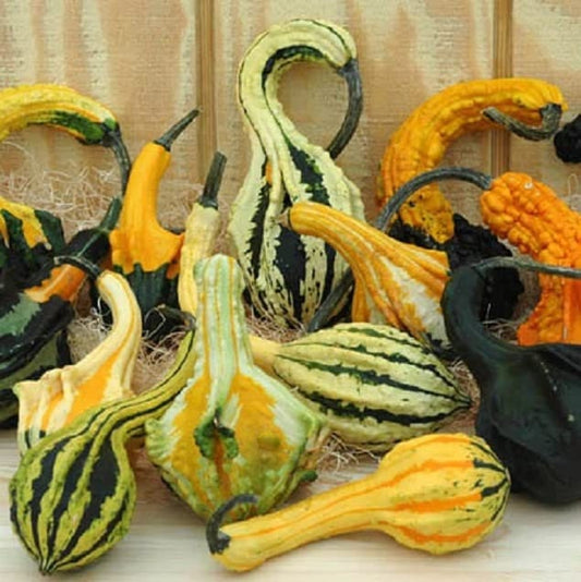 20 Autumn Wings Gourd Seeds for Planting Exotic Mix of Colors and Shapes Great for Display