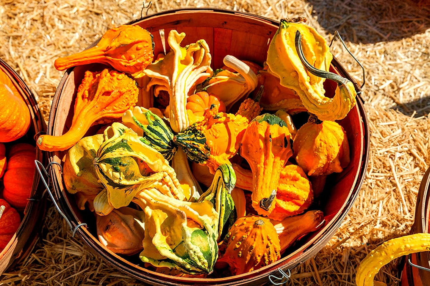 20 Autumn Wings Gourd Seeds for Planting Exotic Mix of Colors and Shapes Great for Display