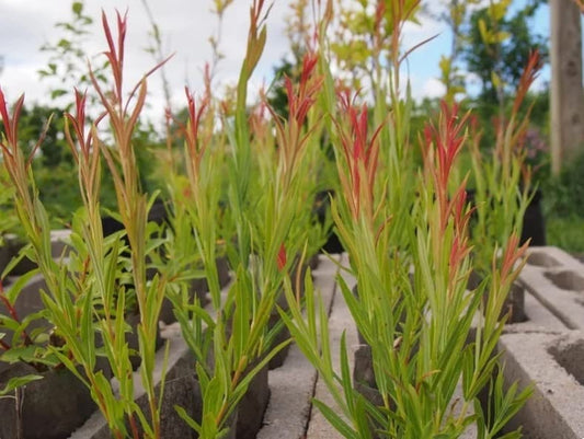 Rubykins Willow Tree Cuttings - Attractive Red Tips, Popular for Basketry