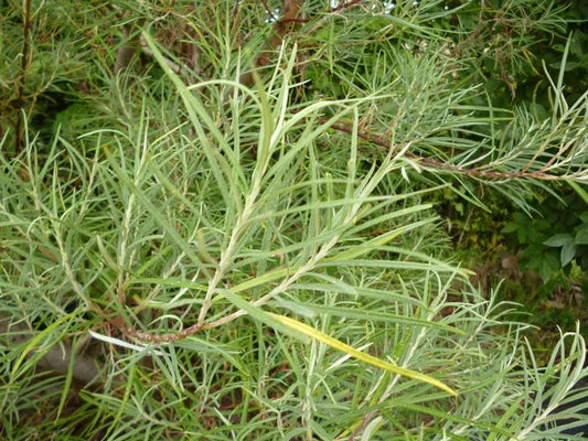 Rosemary Willow Tree Cuttings to Grow Attractive Landscape or Privacy Bush Easy to Grow