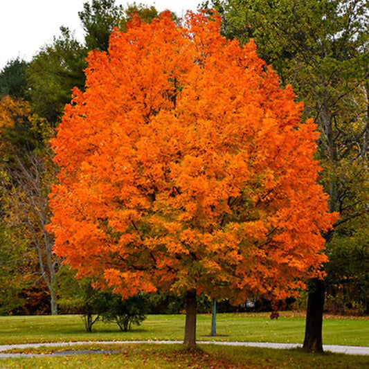 Sugar Maple Tree Seedlings for Planting