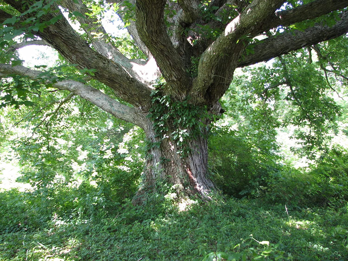 Chestnut Oak Tree Seedlings for Planting