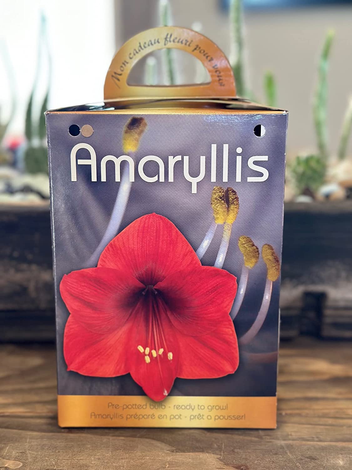 Amaryllis Grow Kit Pre Potted Amaryllis Bulb in Gift Box