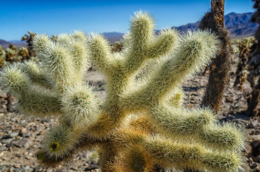 15 Teddy Bear Cholla Cacti Seeds for Planting Cylindropuntia spinosior