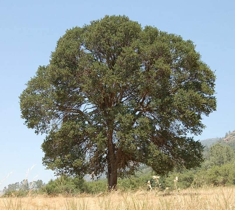 5 Blue Oak Tree Seeds for Planting