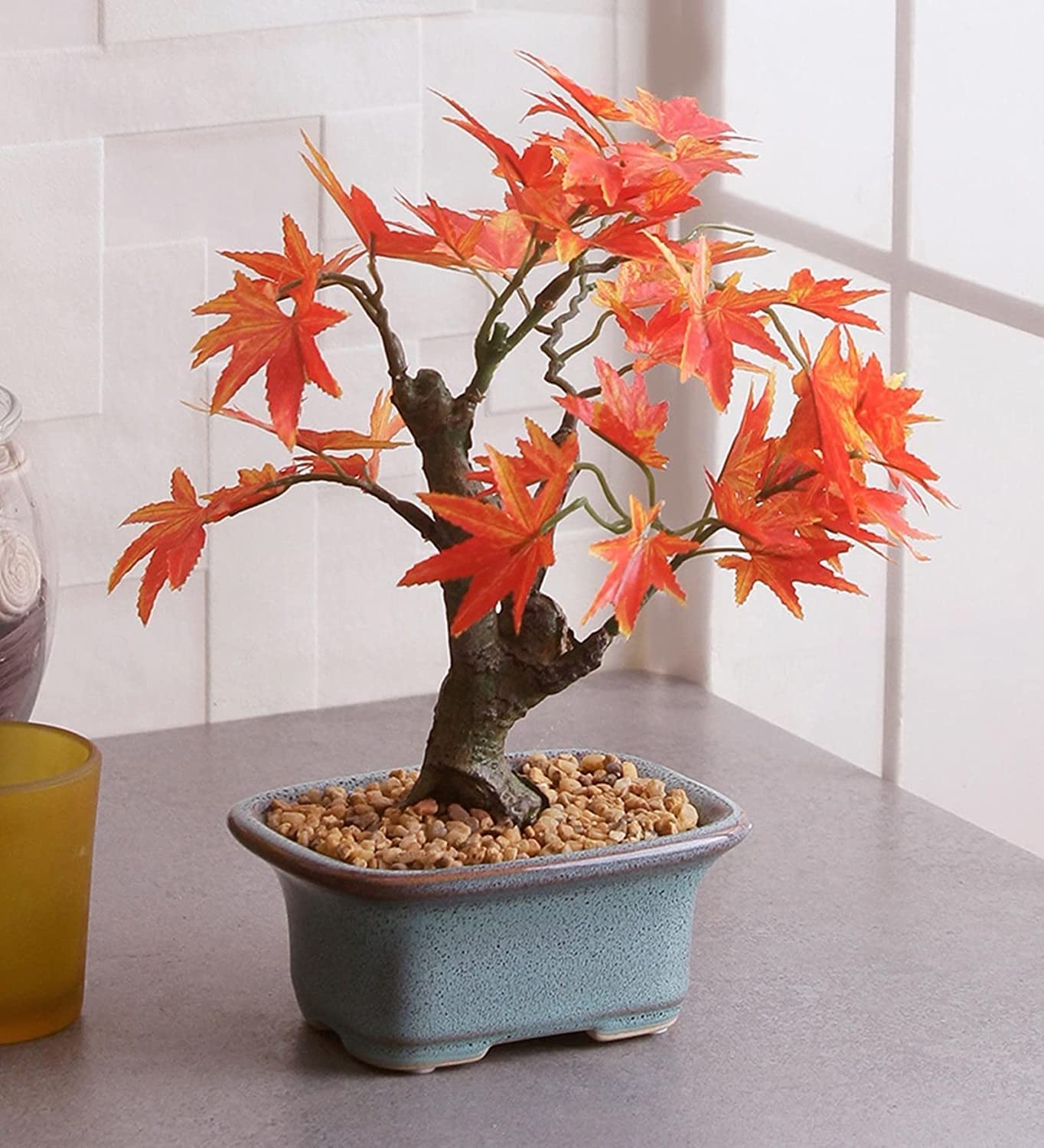 Japanese Red Maple Bonsai Tree Seeds - Acer Palmatum/Real Beautiful Air Purifier Bonsai